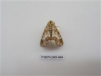 藏品(尺蠖蛾科)的圖片